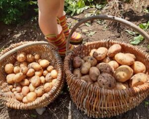 Warsztaty historia ziemniaka